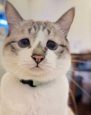 朝から無言の『圧』をかける猫　表情に目をやると？「笑った」「すぐ遊ぶ―」