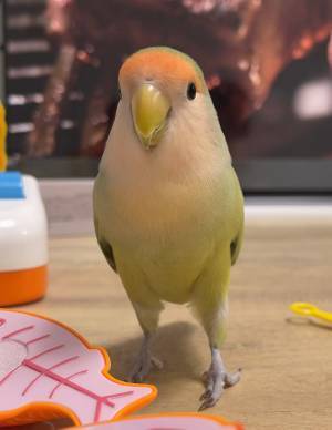 こちらを見つめるインコ、足元を見ると？　「素晴らしい美脚」「美しい…！」