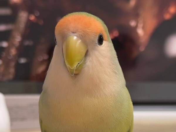 こちらを見つめるインコ、足元を見ると？　「素晴らしい美脚」「美しい…！」