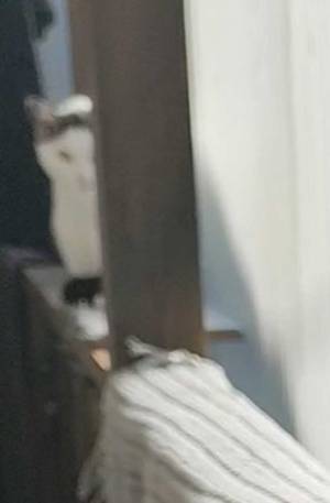 あなたは気付きますか？　猫の写真、端をよく見てみると…