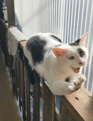 あなたは気付きますか？　猫の写真、端をよく見てみると…