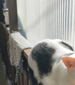 あなたは気付きますか？　猫の写真、端をよく見てみると…