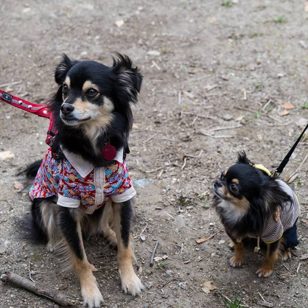 隣のチワワをじっと見つめる犬　理由に「初めて見た」「犬界のパリコレモデル」