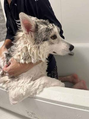 絶望したハスキー　風呂での１枚に「かわいそうだけど笑っちゃう」