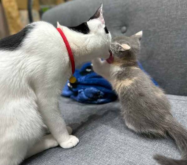 生後４か月の猫が？　新入りへの行動に「世界もこうあるべき」