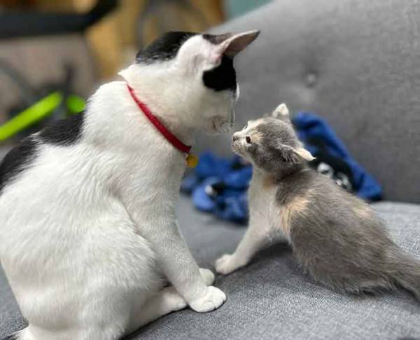 生後４か月の猫が？　新入りへの行動に「世界もこうあるべき」