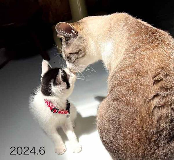 生後４か月の猫が？　新入りへの行動に「世界もこうあるべき」