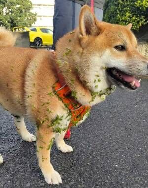 柴犬の写真