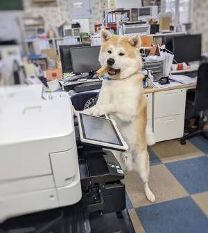 秋田犬の写真