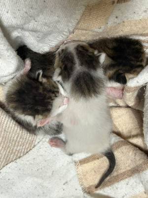 保護した子猫が『高級車』　頭の模様に「ほんまや～！」