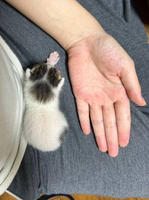 保護した子猫が『高級車』　頭の模様に「ほんまや～！」