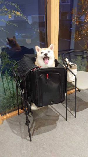 動物病院に来た柴犬　診察後の表情に「まさかの」「さすがすぎる」