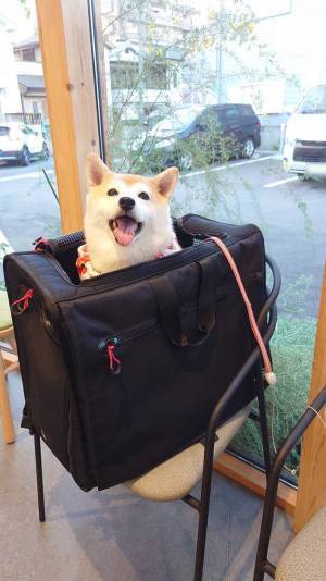 動物病院に来た柴犬　診察後の表情に「まさかの」「さすがすぎる」