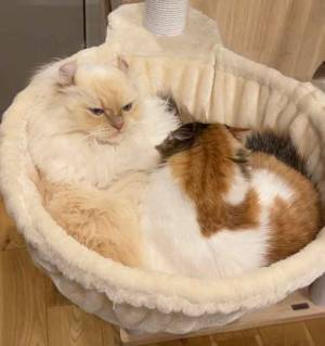 邪魔された…　ムッとした表情に「露骨だな」「私ならひと蹴りするかも」