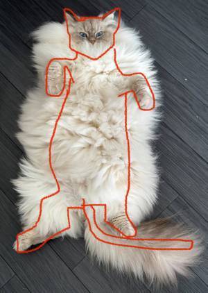 飼い主「中身はたぶんこんな感じ」　仰向けになる猫に「今が一番」