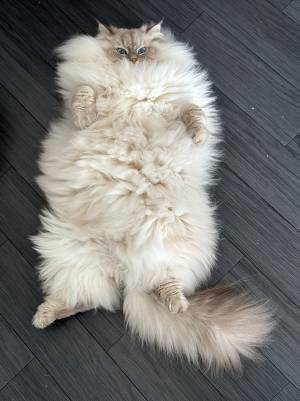 飼い主「中身はたぶんこんな感じ」　仰向けになる猫に「今が一番」