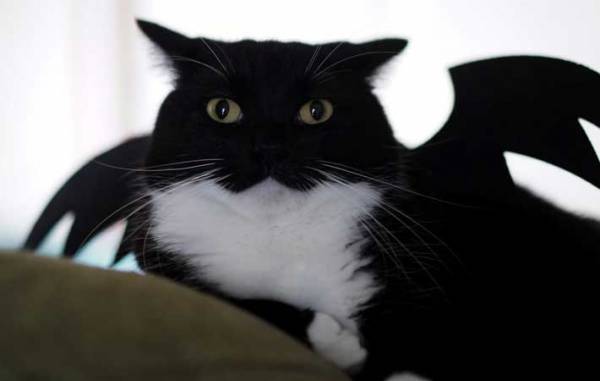 ハロウィンの飾りをつけたら？　猫のドヤ顔に「笑った」「魔法を使えそう」