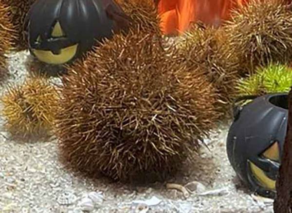 ウニの隣は？　『ビックリ』な展示に「吹いた」「天才かよ」