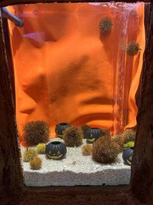 ウニの隣は？　『ビックリ』な展示に「吹いた」「天才かよ」