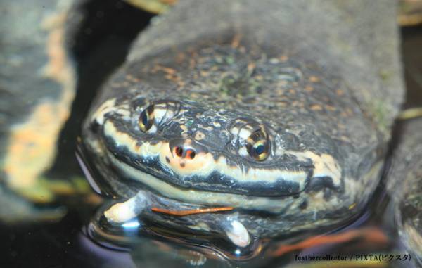 「カエルに似ているカメはいる？」　飼育員の答えに「後半で笑った」「有益な情報」