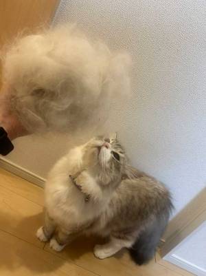 「怖いか？換毛期の猫が」　１枚に「表情が疑っている」