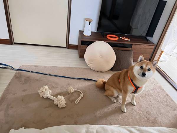 足ふきタオルを用意し忘れた飼い主　柴犬に「待っててね」と伝えると…