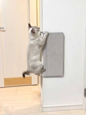 飼い主「そうじゃなーい！」　愛猫が爪とぎに向かって…