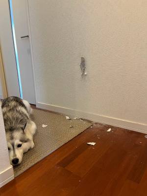 ハスキーのした『失敗』に、飼い主が？　「自覚があるお顔」「つい本能が…」