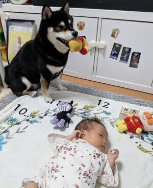 柴犬と赤ちゃんの写真