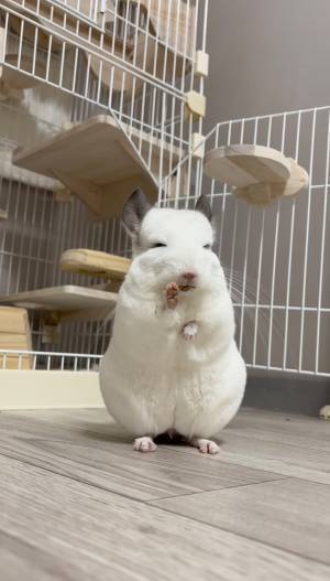 「皇族のよう」「大仏っぽさもある」　両目をうっすら開くチンチラが？