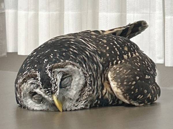 「起こせるわけないじゃん」　夜、背後を振り返ると？「思わず叫んだ」「一生見ていたい」