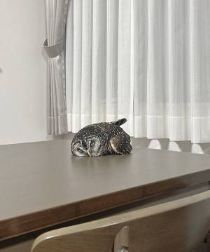 「起こせるわけないじゃん」　夜、背後を振り返ると？「思わず叫んだ」「一生見ていたい」