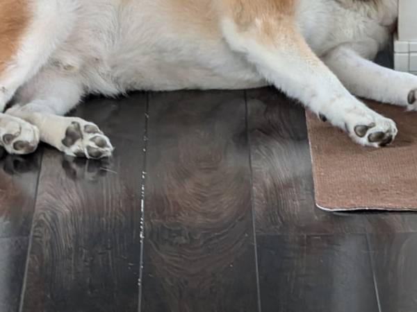 飼い主が廊下を通ろうとしたら…　秋田犬の体勢に、爆笑不可避