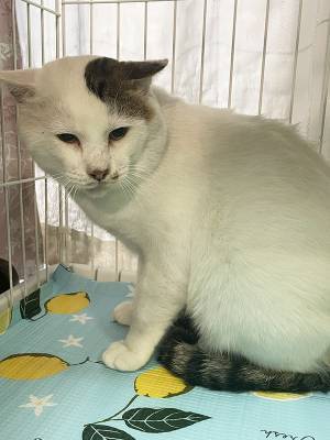 保護された『マジで顔がデカい猫』　つけられた名前が？「最高かよ」「はい１００点」