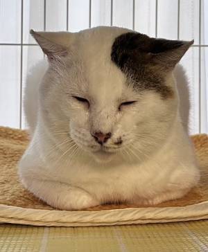 保護された『マジで顔がデカい猫』　つけられた名前が？「最高かよ」「はい１００点」