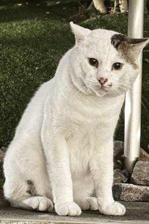 保護された『マジで顔がデカい猫』　つけられた名前が？「最高かよ」「はい１００点」