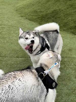 飼い主「顔面凶器」　２匹の姿に「笑った」「お笑いタレントに負けてない」