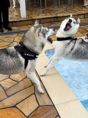 飼い主「顔面凶器」　２匹の姿に「笑った」「お笑いタレントに負けてない」