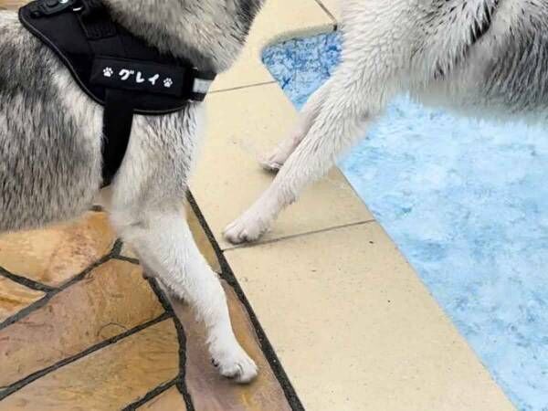 飼い主「顔面凶器」　２匹の姿に「笑った」「お笑いタレントに負けてない」