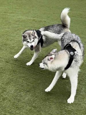 飼い主「顔面凶器」　２匹の姿に「笑った」「お笑いタレントに負けてない」