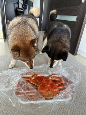 飼い主がカニを買って帰ると…　２匹の行動に「前のめりで笑った」
