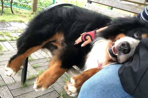 ドッグランに来た犬がベンチで？　「笑った」「甘ったれでかわいい」