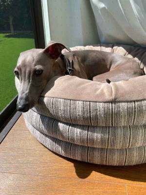 愛犬が５往復するのは？　「ととのう」２枚に「笑った」「サウナかよ」