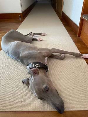 愛犬が５往復するのは？　「ととのう」２枚に「笑った」「サウナかよ」