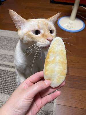 「どんな猫飼ってるの？」と聞かれた飼い主　例えに「しっくりきた」「確かにそっくり」