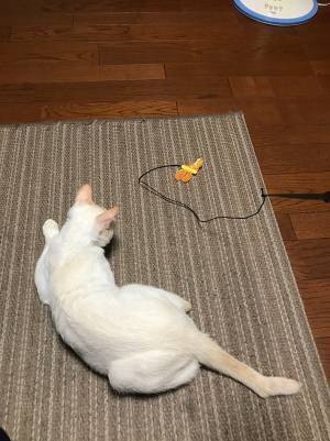 「どんな猫飼ってるの？」と聞かれた飼い主　例えに「しっくりきた」「確かにそっくり」