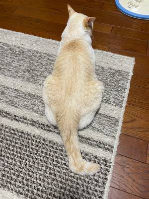 「どんな猫飼ってるの？」と聞かれた飼い主　例えに「しっくりきた」「確かにそっくり」