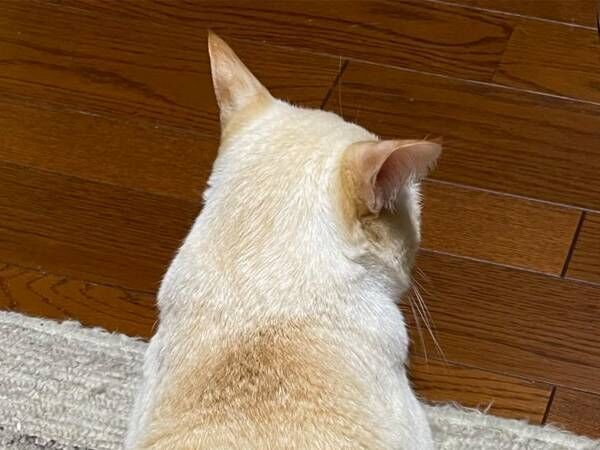 「どんな猫飼ってるの？」と聞かれた飼い主　例えに「しっくりきた」「確かにそっくり」