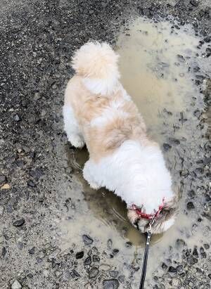 犬の写真