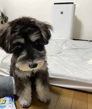 ボクが臭いのか…　空気清浄機と写る１枚に「笑った」「文句いってる」